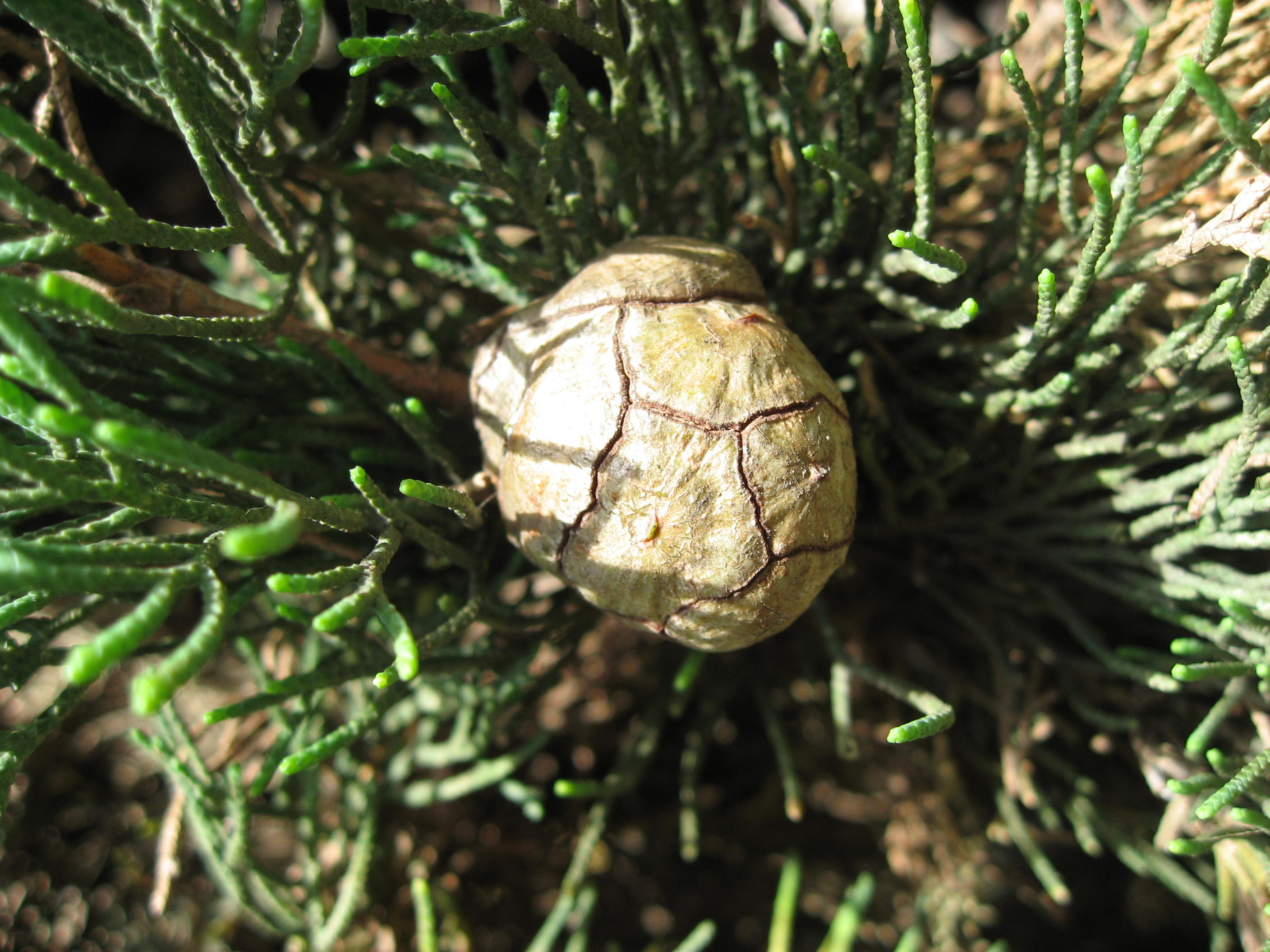 Cupressus sempervirens
